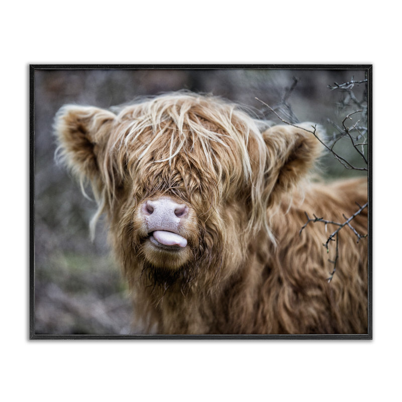 Baby Highland Calf Cattle Licking Lips Country Farmland by James Dobson - Print on Wood, Midnight Black Framed Giclee