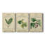 Linnaean Botany IV - Toile tendue sur mesure avec châssis - 3 pièces-1678543368