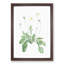 Daisy Flowers by Pierre-Joseph Redoute - Picture Frame Painting Print-55491178-55491181