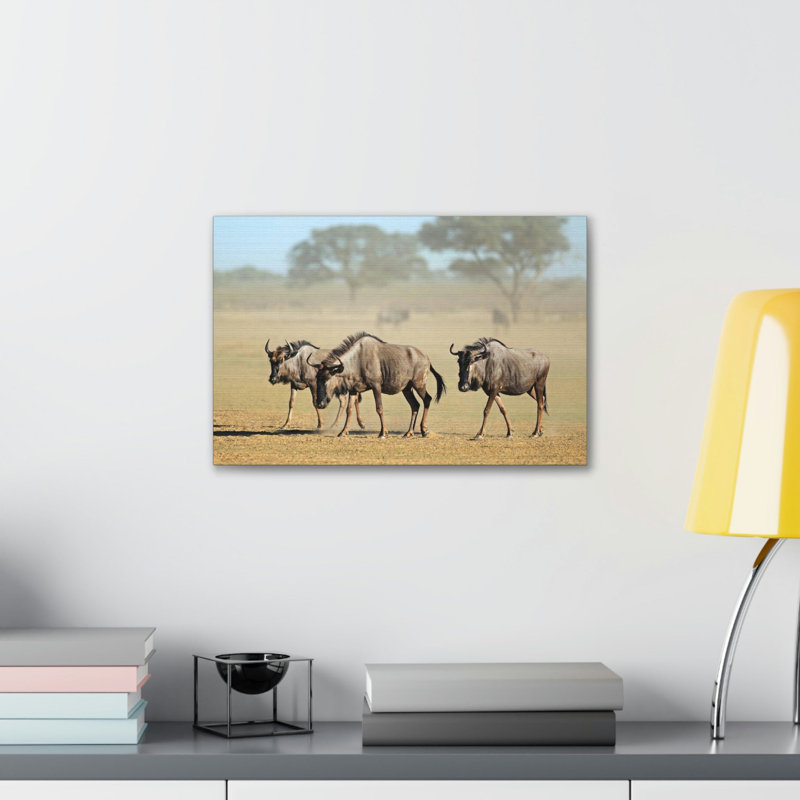 «Wildebeest Group Wildebeest Troop», impression sur toile, H 12 po x l 18 po