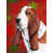 Basset hound 1