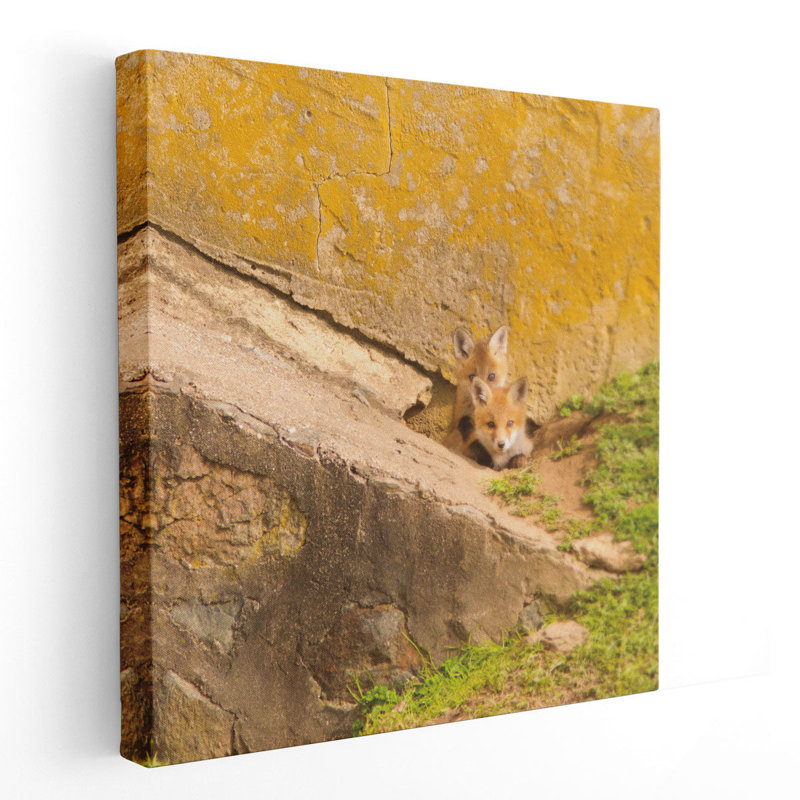 Fox Cubs II - reproduction d'art sur toile, H 12 po x l 12 po