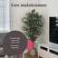 180cm Plant
