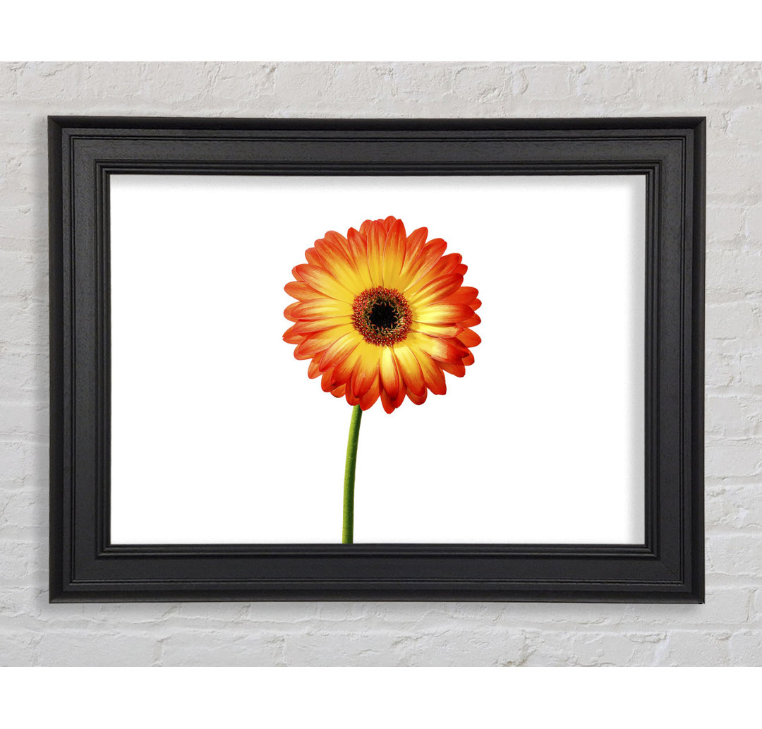 Orange Gerbera auf Weiß - Einzelner Bilderrahmen Kunstdrucke