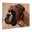 «Boxer Dog Neutral Portrait» par Thomas Fluharty-1190979005