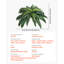 Faux Fern Plant-6104197