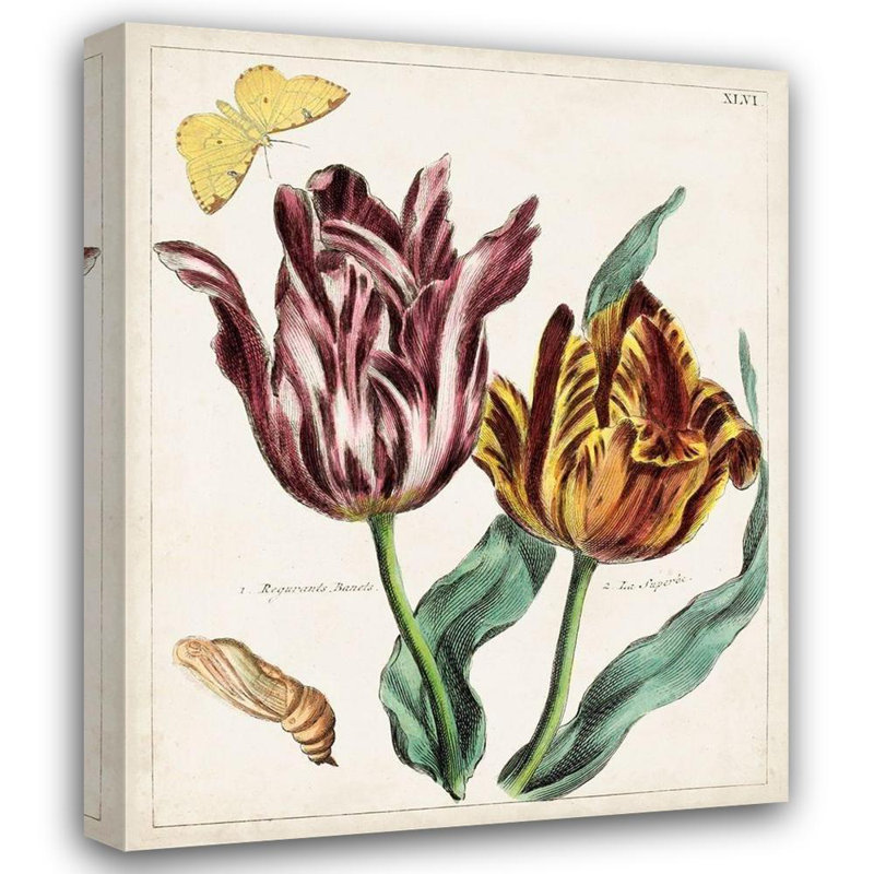 Art sur toile tendue avec galerie Lark Manor Inconnu, Tulip Classics II, H 34 po x l 28 po