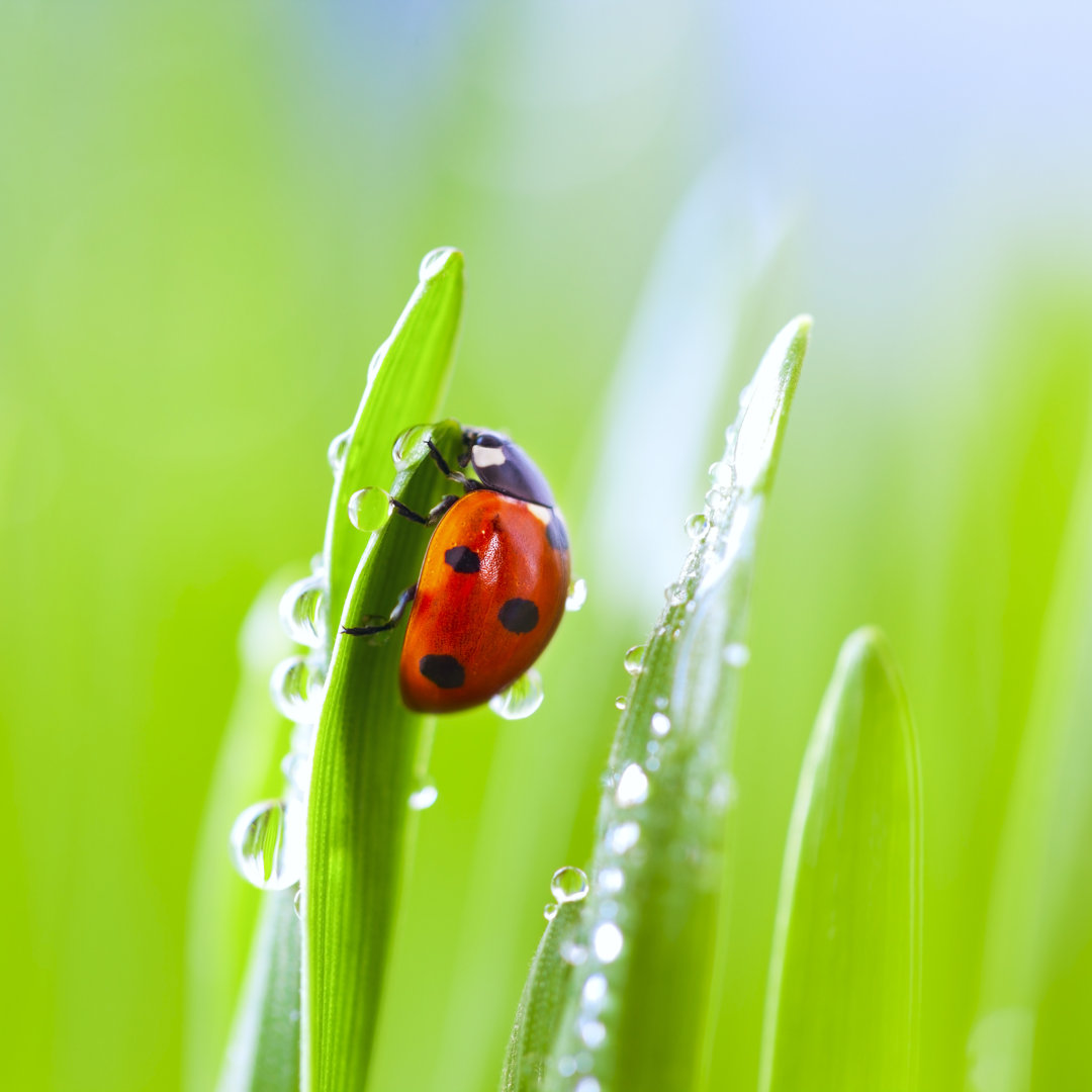 Marienkäfer auf Gras von Ithinksky - Drucken