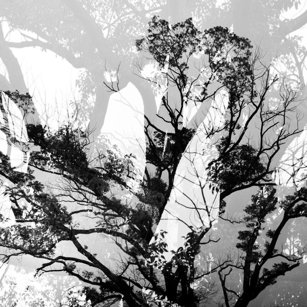 Trees Take Multiple Exposure von Heibaihui - Kunstdrucke auf Leinwand