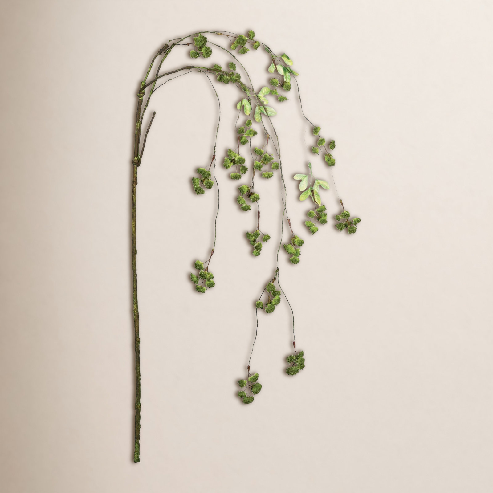 Irish Moss Stems