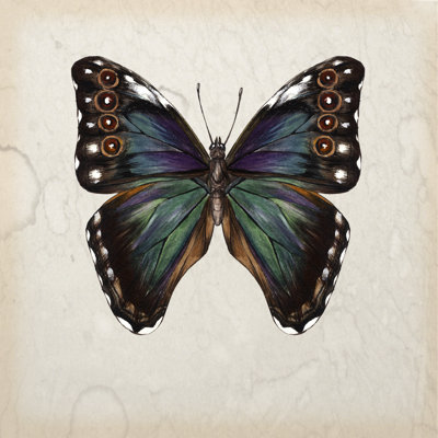 Étude de papillons III