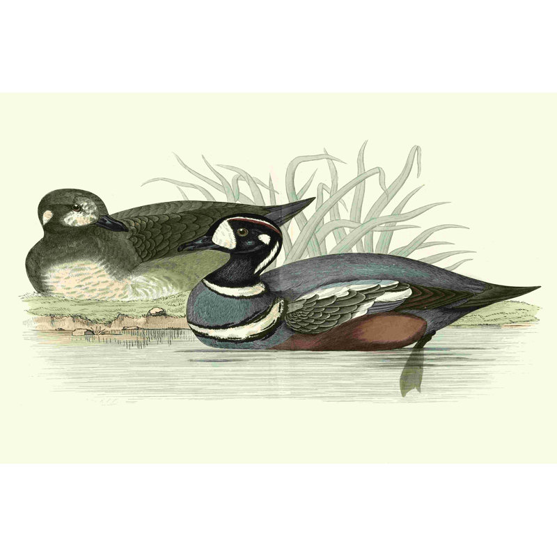 Morris Ducks IV, H 24 po x l 36 po x P 1,25 po