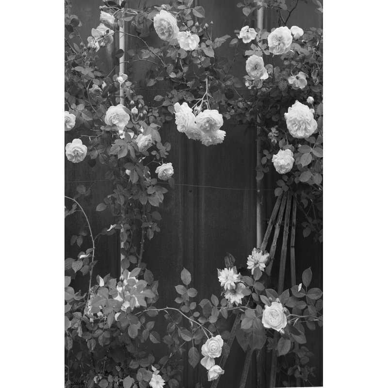 Taneha Climbing Roses by Tony Smith - Wrapped Canvas Photograph, 46 cm H x 30 cm W