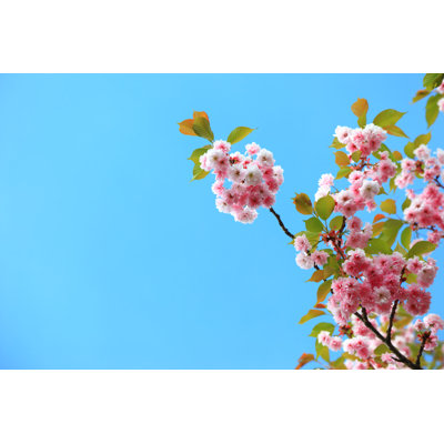 Cherry blossoms 1 Piece Wrapped Canvas Wall Art