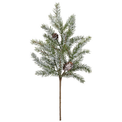 Plante à feuillage d'épinette