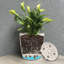 Pot en bambou à feuilles rondes et bambou 7 "Bamboo Blooms-94209016