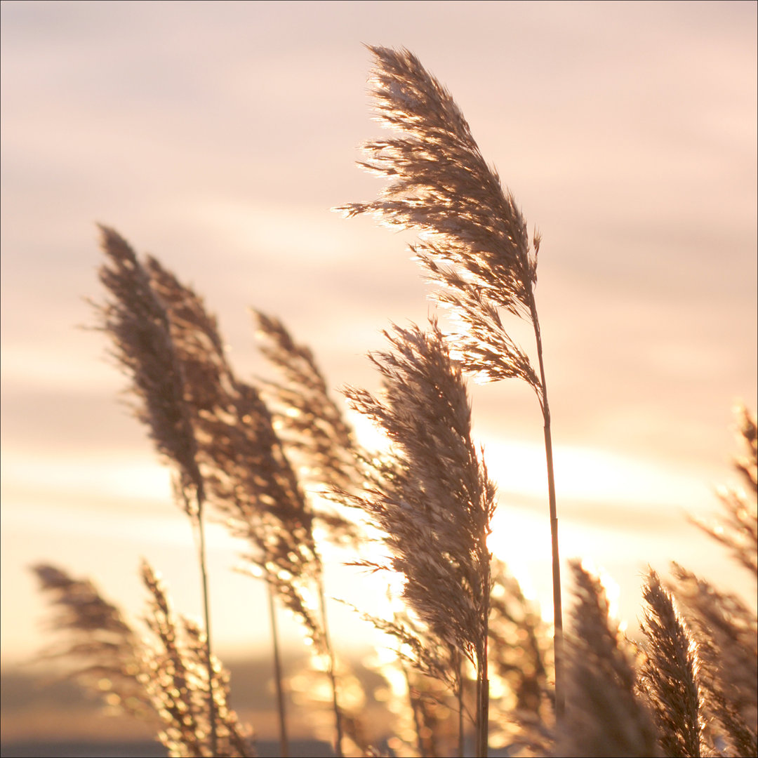 Water Grass Sunset – Druck ohne Rahmen auf Floatglas