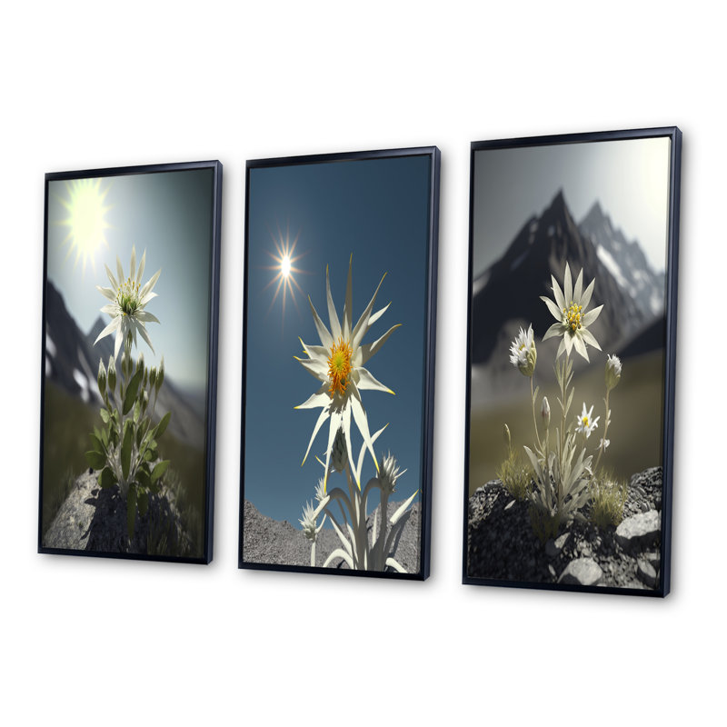 «Blossoming Edelweiss Flower Under Sun», 3 pièces, H 28 po x l 36 po, Cadre flottant noir