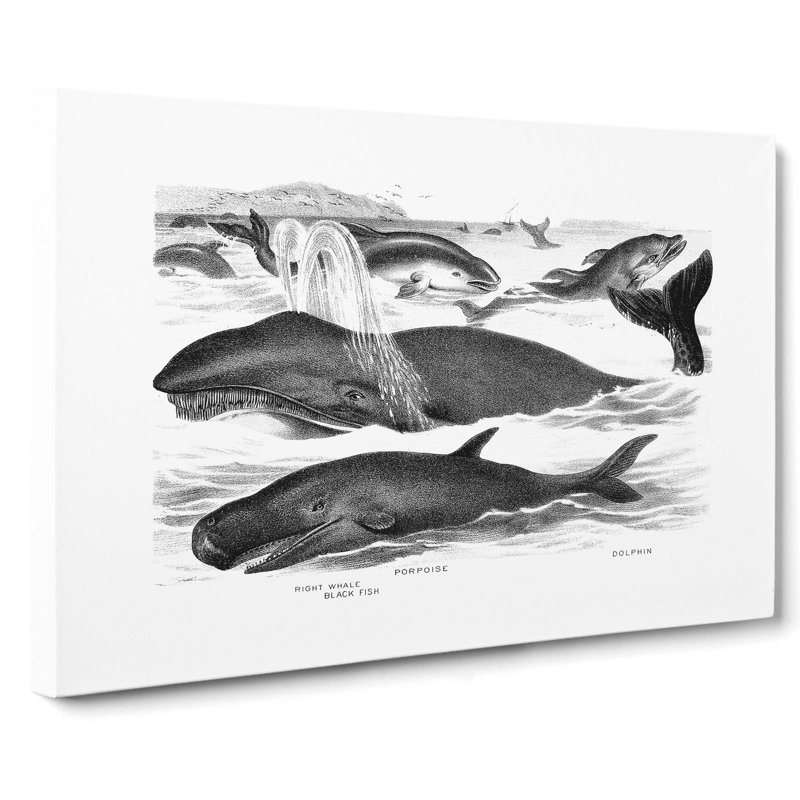 Whales & Dolphins by John Karst - Wrapped Canvas Painting, 40cm H x 60cm W x 3cm D