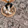 Jascha Moroccan Beige/Brown Area Rug