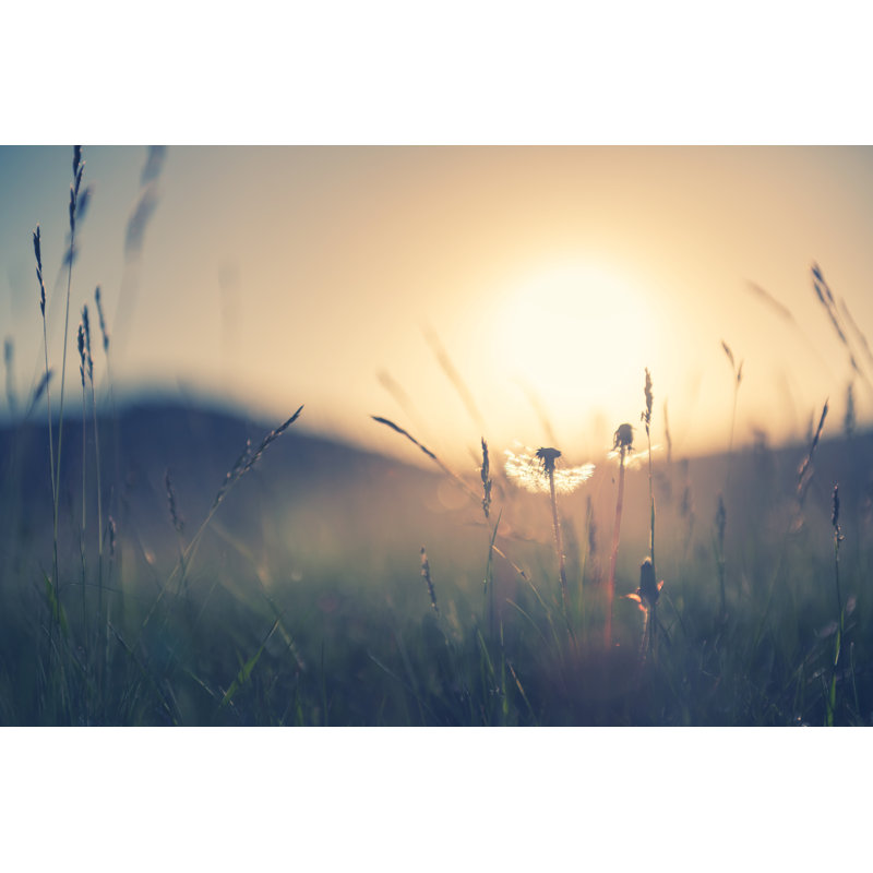 Wild Grass With Dandelions by Olga_Gavrilova - Wrapped Canvas Print, 51cm H x 76cm W x 3.8cm D