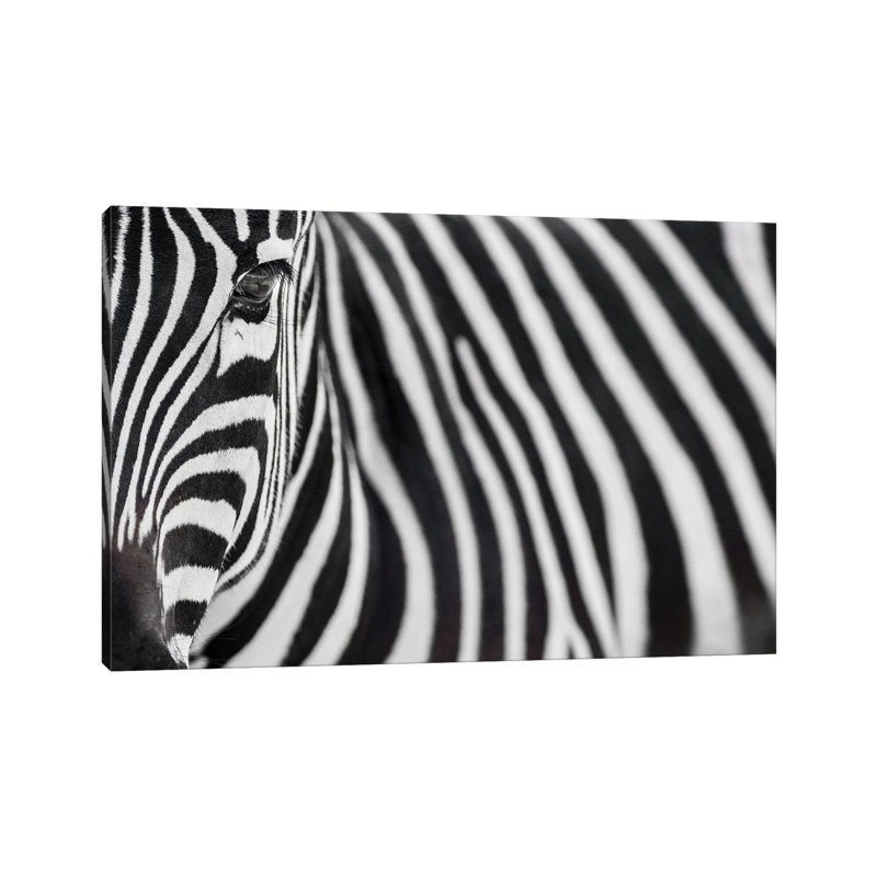 Zebra 20 by Goran Anastasovski - Wrapped Canvas Print, 30.48 cm H x 45.72 cm W