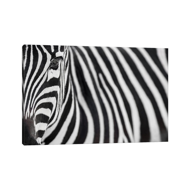 Zebra 20 by Goran Anastasovski - Wrapped Canvas Print, 20.32 cm H x 30.48 cm W