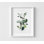Magnolia et paruline - reproduction d'art botanique rétro