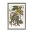 Toile flottante encadrée Classic Carolina Parrot Study par one1000paintings-904910727-891819882
