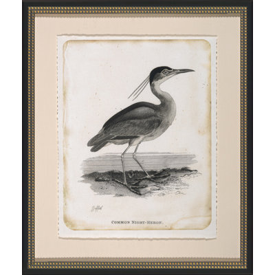 Common Night Heron Framed Drawing Print