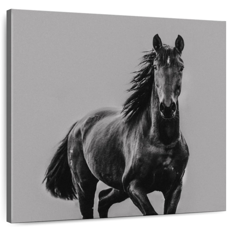 Cheval noir Brampt