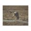 No Frame Print on Canvas-222124567