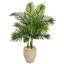 Palmier 42 po en pot