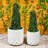 Ravn Planter