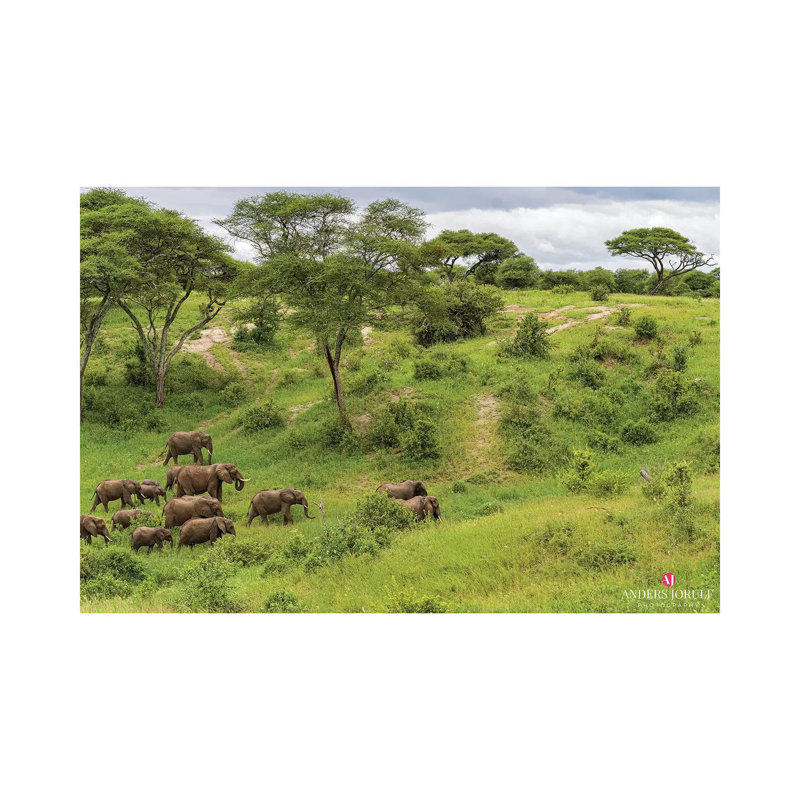 Elephant Heard by Anders Jorulf - Wrapped Canvas Gallery-Wrapped Canvas Giclée, 66.04 cm H x 45.72 cm W