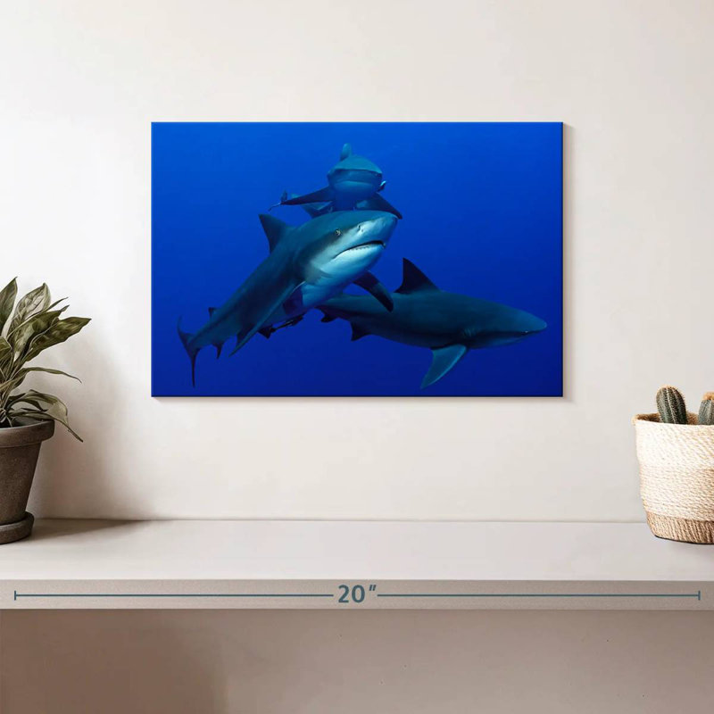 Triple requin, H 8 po x l 12 po