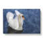 White Swan Vol.2 - Wrapped Canvas-61881286
