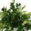 Budding Hydrangeas and Boxwoods Arranged in a Ceramic Vase