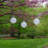 White Solar Powered Lanterns - 3 Count