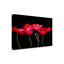 «Dramatic Poppies» par Sandra Iafrate - reproduction sur toile-2113706644
