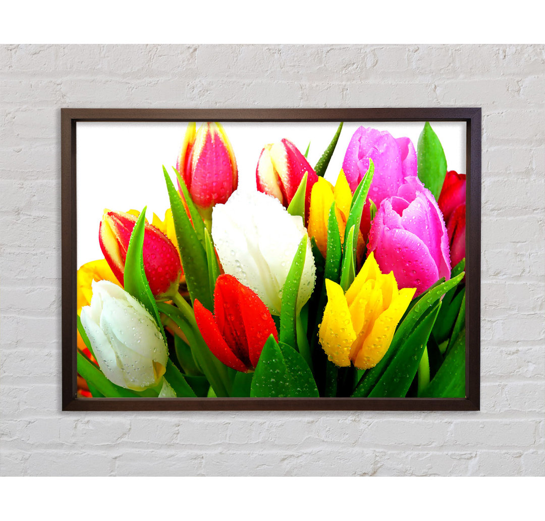 Frische Tulpen - Einzelne Bilderrahmen Kunstdrucke auf Leinwand