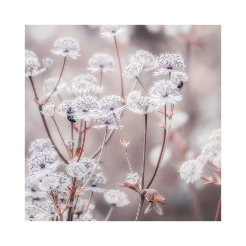 Wildflower Pastel IV Square 1 Piece Wrapped Canvas Wall Art, 30.48 cm H x 30.48 cm W