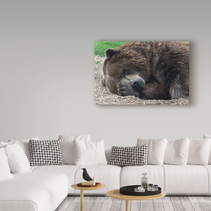 « sleep bear », reproduction de photo sur toile tendue, H 22 po x l 32 po x P 2 po