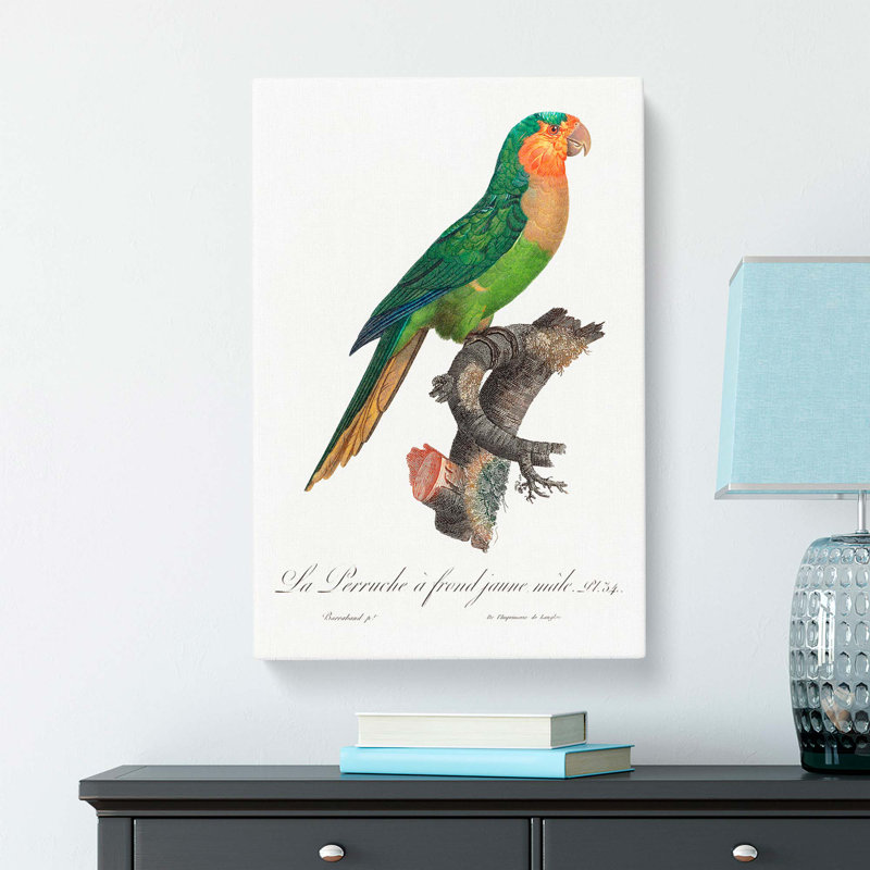 Yellow-Headed Amazon Parrot by F. Levaillant - Wrapped Canvas, 60cm H x 40cm W x 3cm D