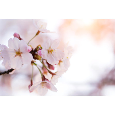 Blooming Malus Spectabilis Flower Background by Hudiemm - Wrapped Canvas Print