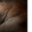 «Lion Love» par Jai Johnson - impression d'art graphique-31105055