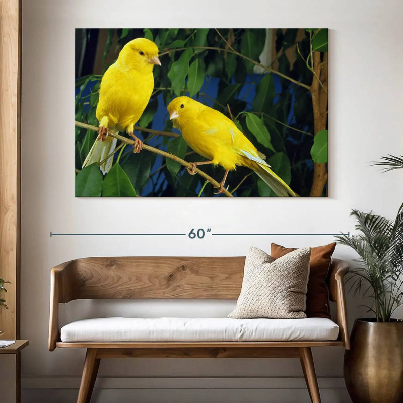Canari Brampt, H 34 po x l 51 po