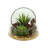 Succulent Arrangement with Sedum, Marginata and Cactus