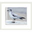 Gull Study 2 Print