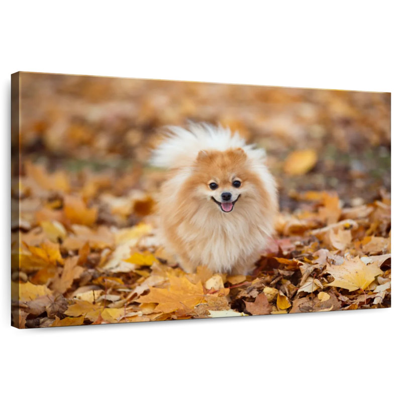 Spitz allemand Brampt sur une promenade d'automne, H 34 po x l 51 po